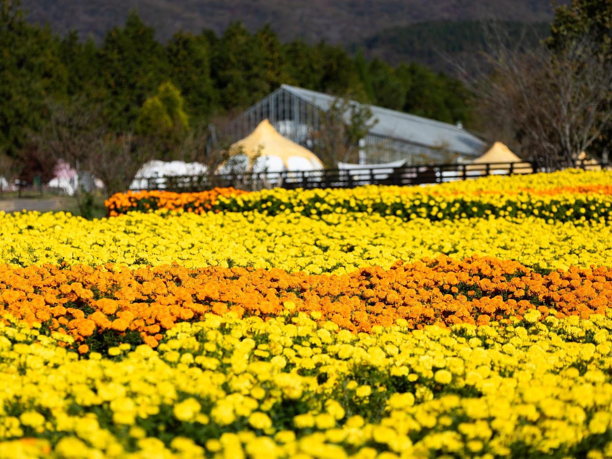 くじゅう花公園　キャンピングリゾート花と星 Kuju ภายนอก รูปภาพ