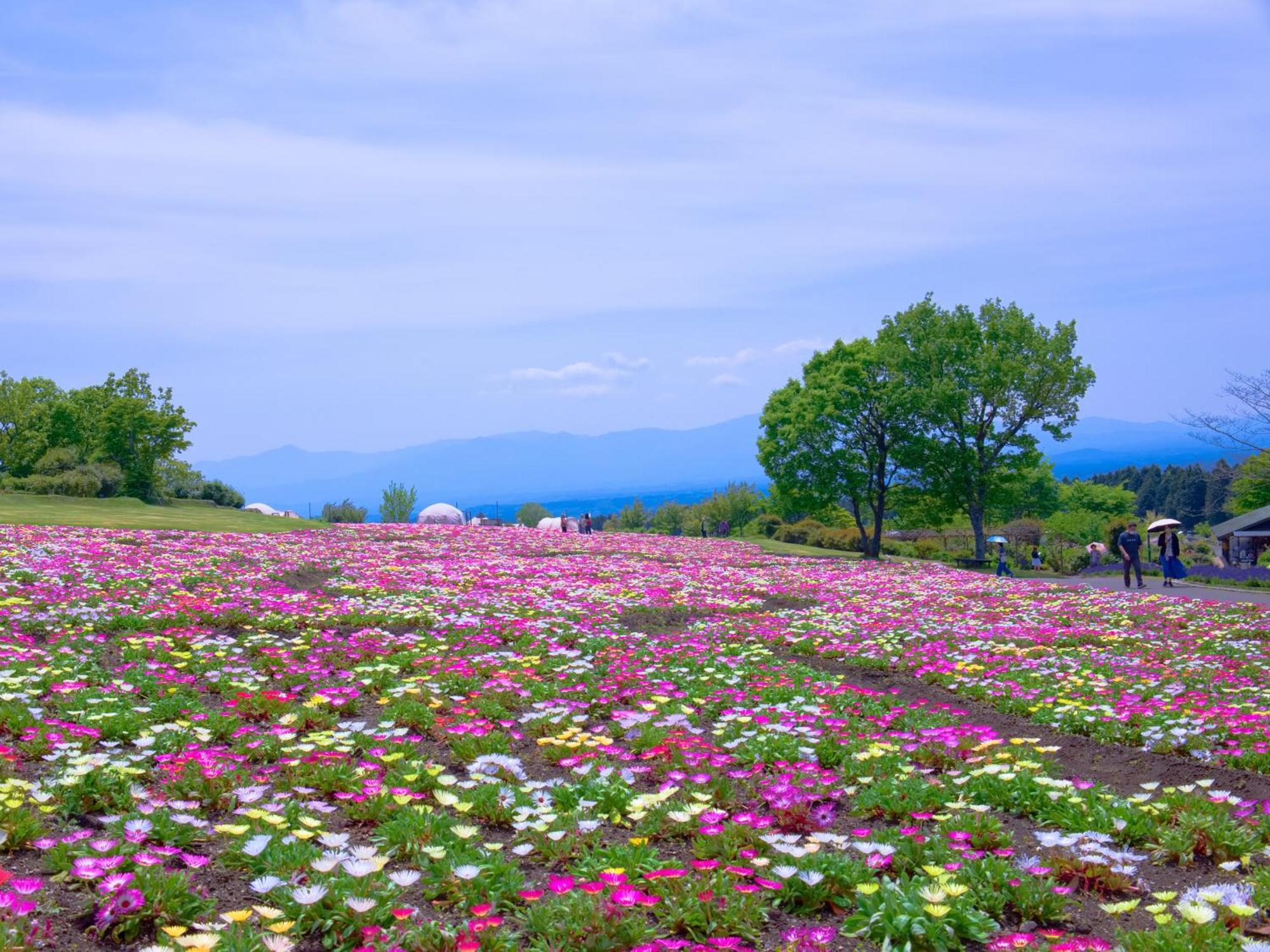 くじゅう花公園　キャンピングリゾート花と星 Kuju ภายนอก รูปภาพ