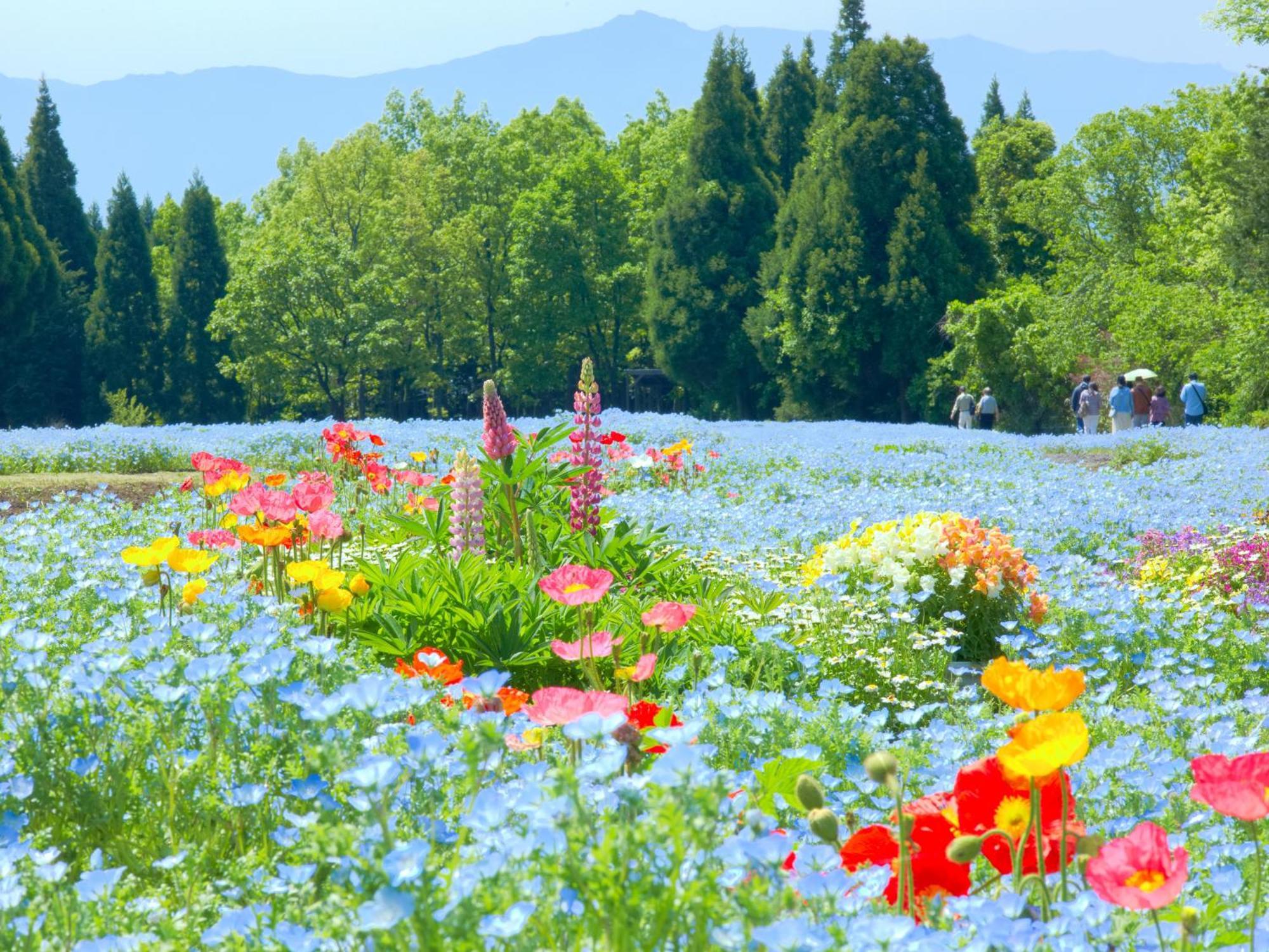 くじゅう花公園　キャンピングリゾート花と星 Kuju ภายนอก รูปภาพ