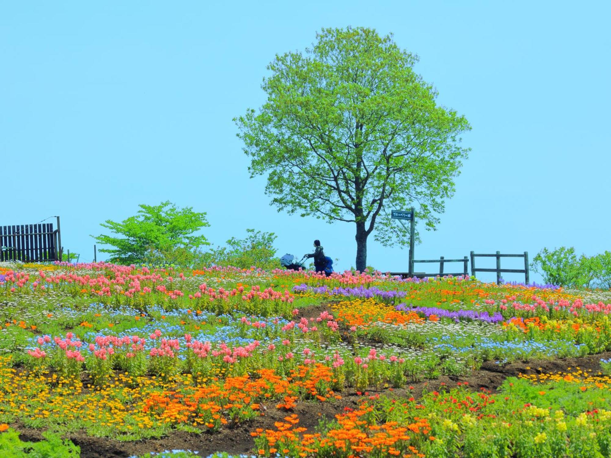 くじゅう花公園　キャンピングリゾート花と星 Kuju ภายนอก รูปภาพ
