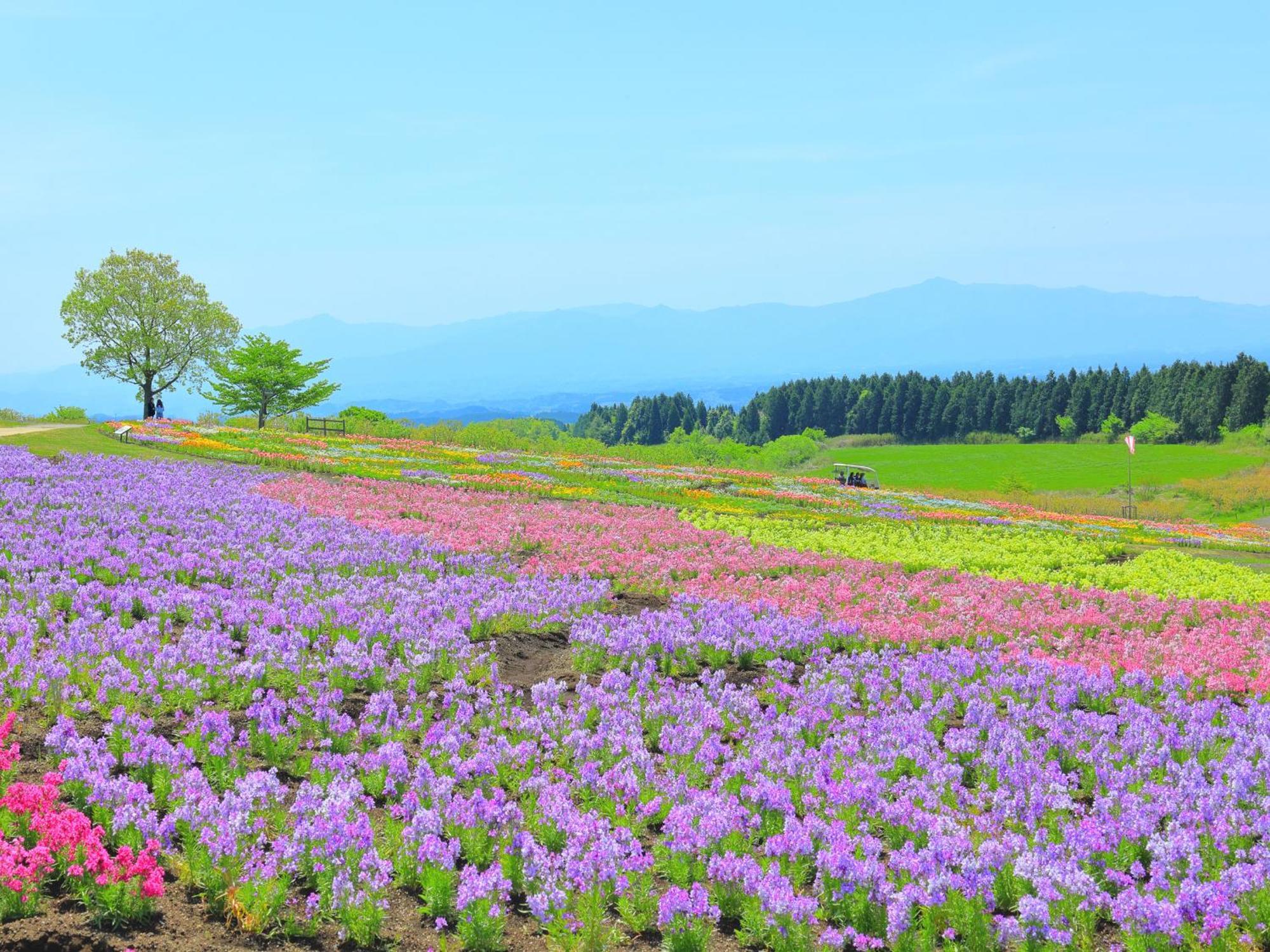 くじゅう花公園　キャンピングリゾート花と星 Kuju ภายนอก รูปภาพ
