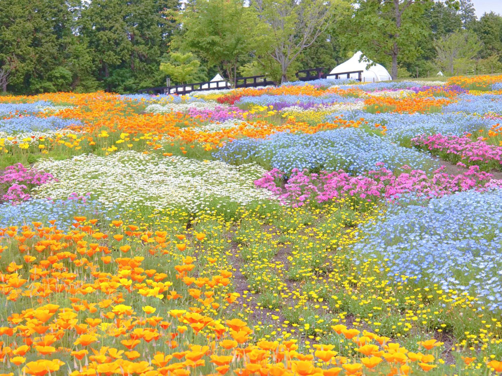 くじゅう花公園　キャンピングリゾート花と星 Kuju ภายนอก รูปภาพ