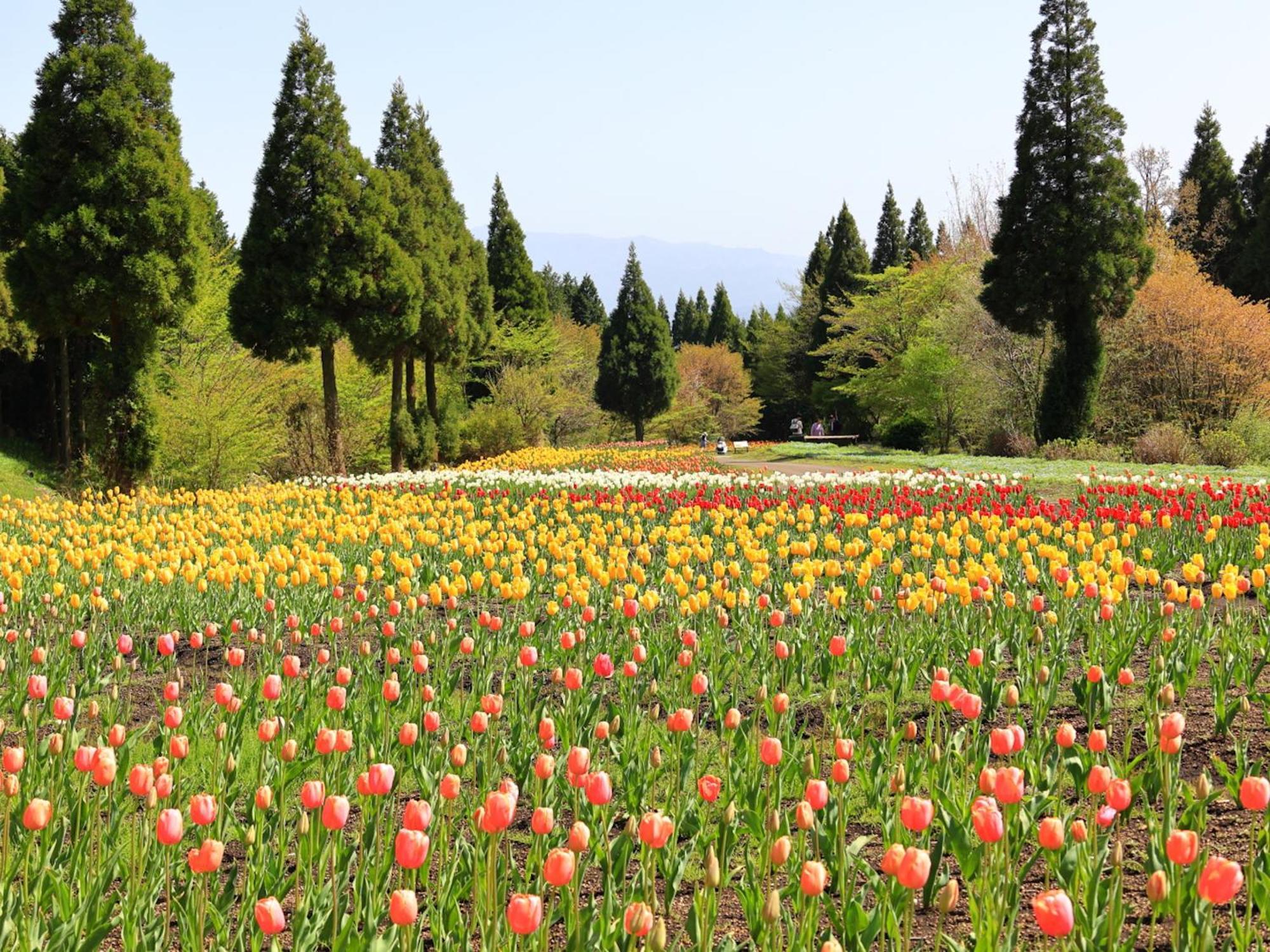 くじゅう花公園　キャンピングリゾート花と星 Kuju ภายนอก รูปภาพ