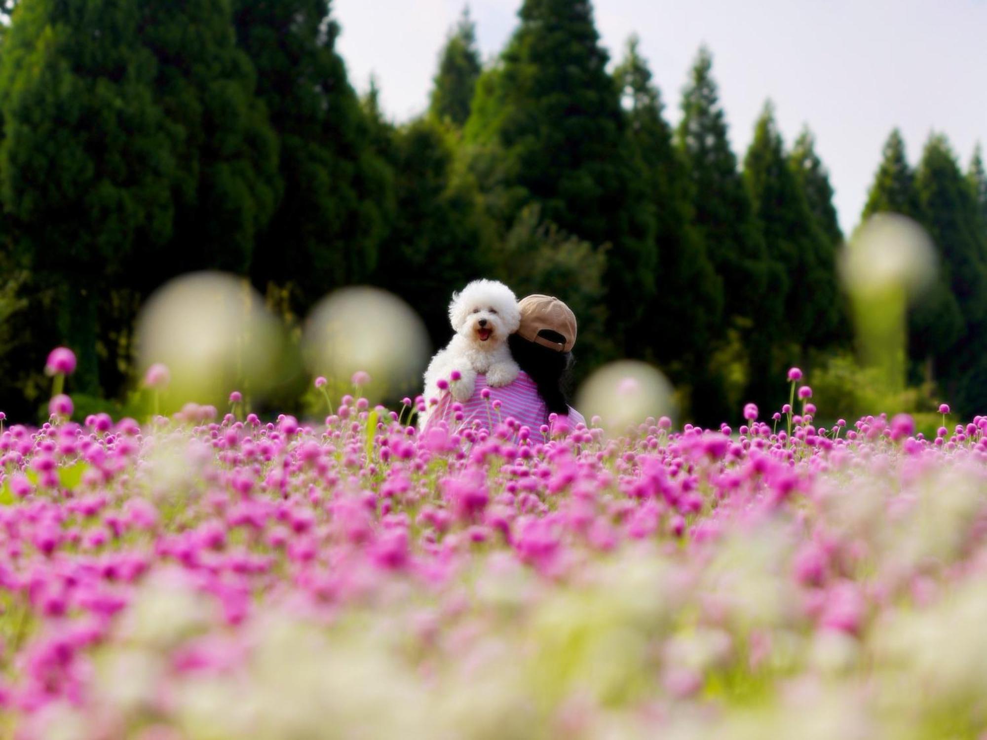 くじゅう花公園　キャンピングリゾート花と星 Kuju ภายนอก รูปภาพ